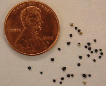 Fig. 4: Photograph of Palmer amaranth seed.