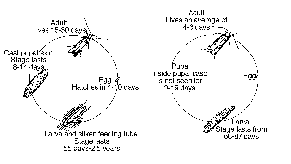 Life Cycle of the Webbing clothes moth and Casemaking clothes moth.