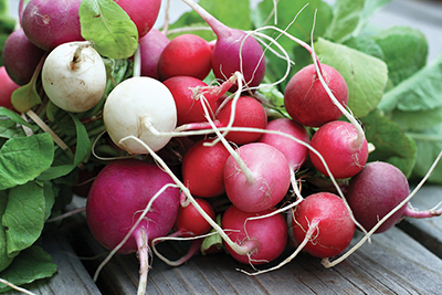 Photograph of radishes.