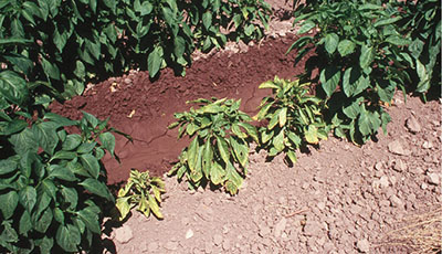 Fig. 01: Photograph of symptoms of curly top infection on chile pepper.