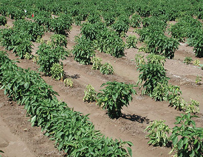 Fig. 02: Photograph of symptoms of curly top infection on chile pepper.
