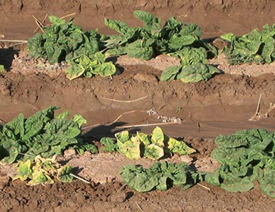 Fig. 04: Photograph of symptoms of curly top infection on spinach.