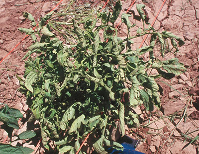 Fig. 05: Photograph of symptoms of curly top infection on tomato.