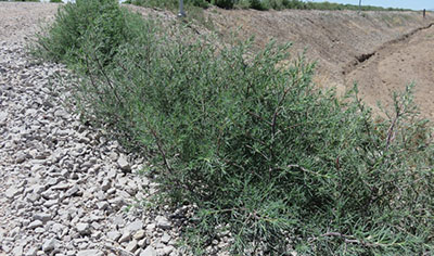 Fig. 10: Photograph of Russian thistle (Salsola tragus).
