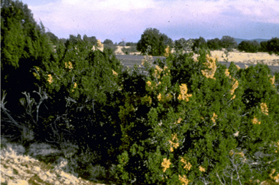 Fig. 1: Photograph of a stand of junipers, some with brown foliage caused by juniper twig pruner infestation and damage.