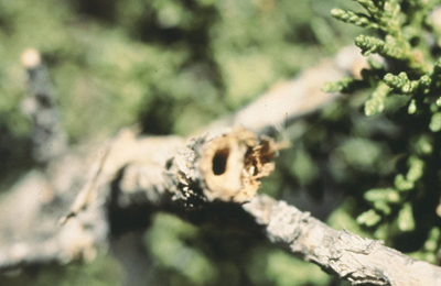 Fig. 2: Photograph of hole in the pith of a juniper branch caused by juniper twig pruner.