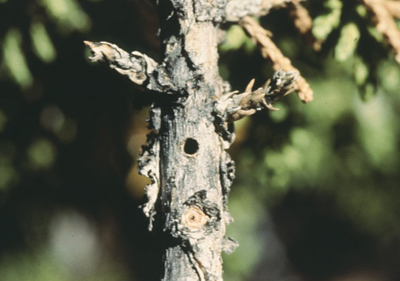 Fig. 3: Photograph of an exit hole in a juniper branch caused by juniper twig pruner.