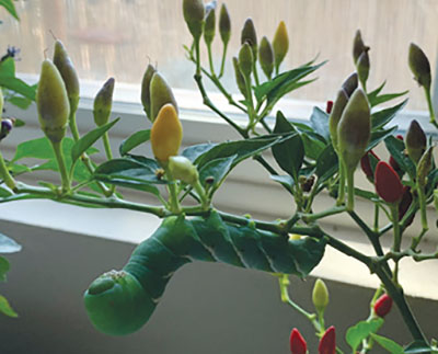 Fig. 11B. Photograph of tobacco hornworm larva on an ornamental chile plant (Capsicum sp.).