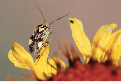 Fig. 13. Photograph of lygus bug adult on a leaf.