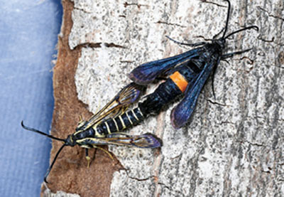 Fig. 14B. Photograph of male and female peachtree borer moths (female on right).