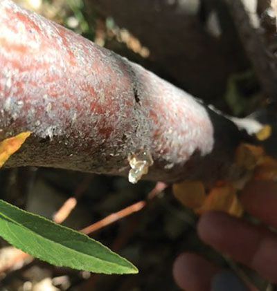 Fig. 14C. Photograph of gummosis found along the trunk of Prunus spp.