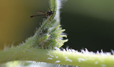 Fig. 15. Photograph of a parasitoid wasp from the family Ichneumonidae.