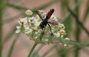 Fig. 16. Photograph of a tachinid fly. 
