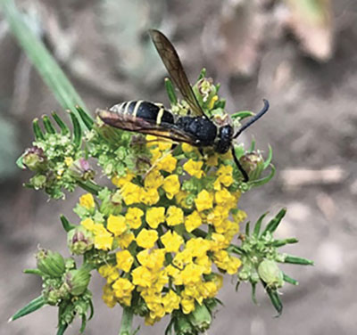 Fig. 18. Photograph of a wasp from the Vespidae family. These wasps are predatory at both the immature and adult stages.