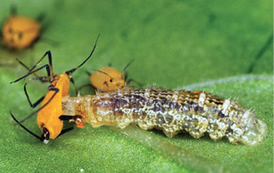 Fig. 20. Photograph of an immature syrphid fly (larval stage) preying on an oleander aphid.