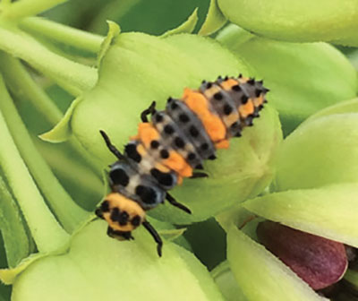 Fig. 21. Photograph of lady beetle larva. The larval stage ranges in size from 1–8 mm (1/25–3/10 inch).