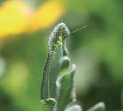 Fig. 22. Photograph of adult lacewing. Their size ranges from 8–25 mm (3/10–1 inch).