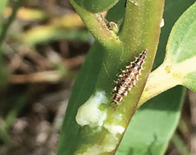 Fig. 23. Photograph of lacewing larva. Their size reaches up to 12 mm (1/2 inch).