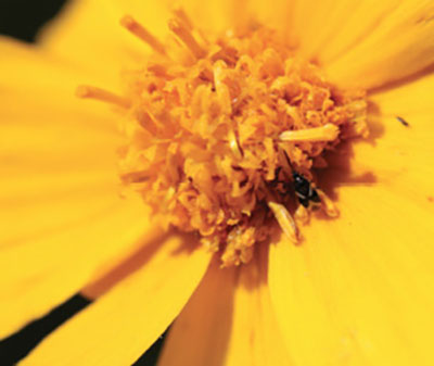 Fig. 24. Photograph of adult minute pirate bug. Their size ranges from 2–3 mm (2/25–3/25 inch), and they can be difficult to see.