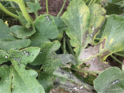 Fig. 04B. Photograph of squash bug infestation on a pumpkin.