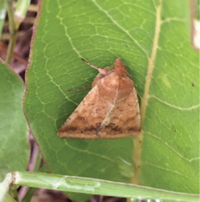 Fig. 06B. Photograph of corn earworm adult.