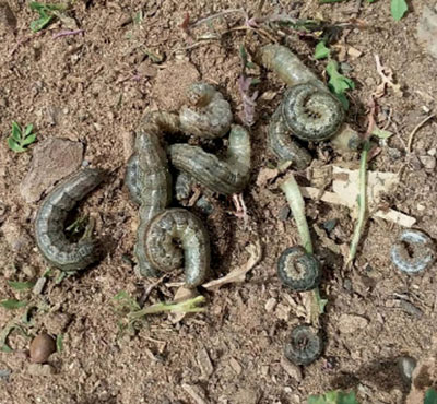 Fig. 08A. Photograph of cutworm larvae.