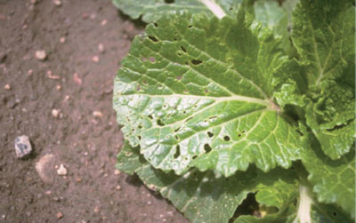 Fig. 09B. Photograph of flea beetle feeding damage on Chinese cabbage (Brassica pekinensis).