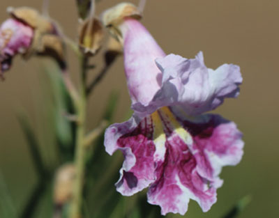Fig. 01: Photograph of a purple and white trumpet-shaped flower.