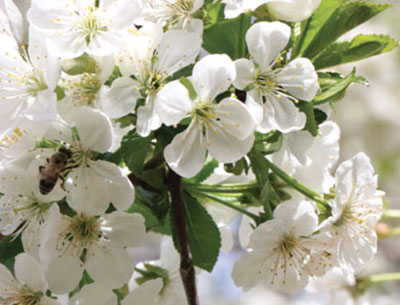Fig. 02: Photograph of several bowl-shaped, four-petaled white flowers.