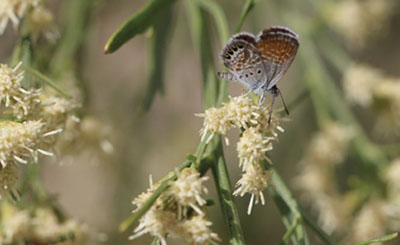 Fig. 03: Photograph of a butterfly on a composite flower.
