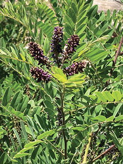 Photograph of false indigo bush in bloom.