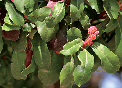 Photograph of Chinese photinia.