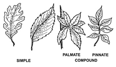 Fig. 02: Illustration of different leaf shapes.