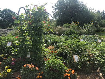Fig. 03: Photograph of a garden with a variety of plants.