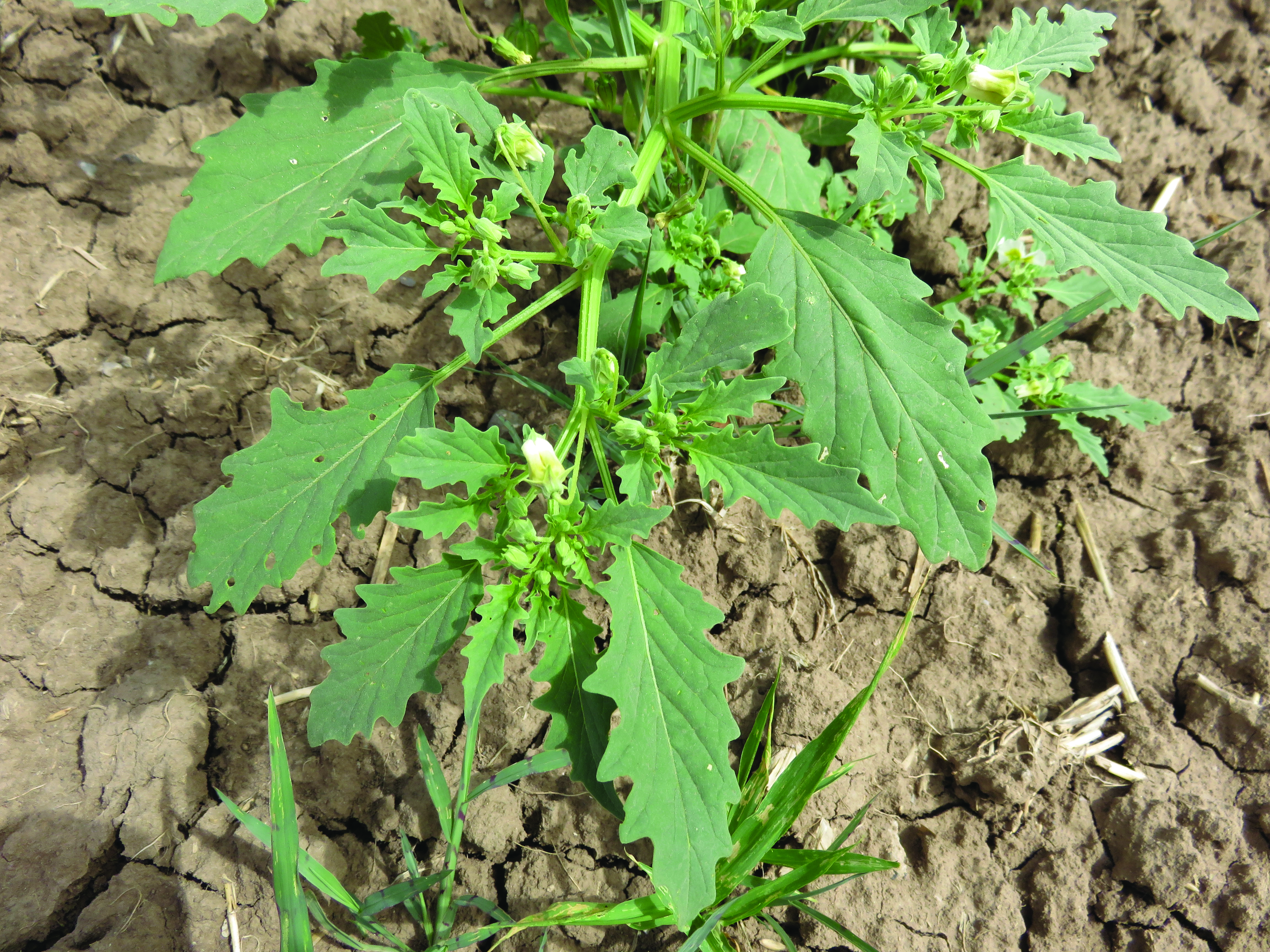 Figure 5 Leaves, showing structure and margins/edges, photo scale background  (Courtesy Leslie Beck)