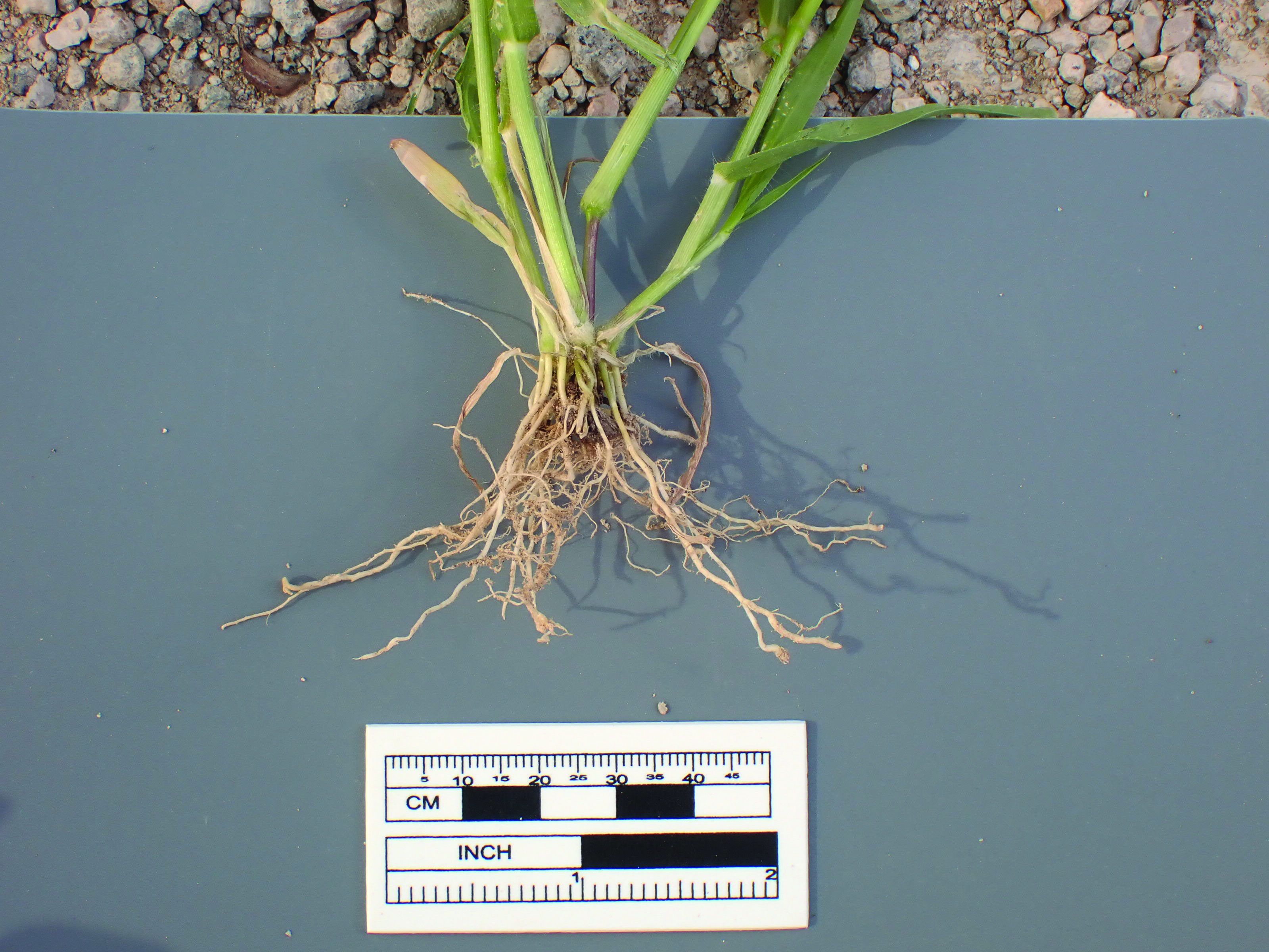 Figure 8 Stem, patterns and textures (Courtesy Casey Spackman)