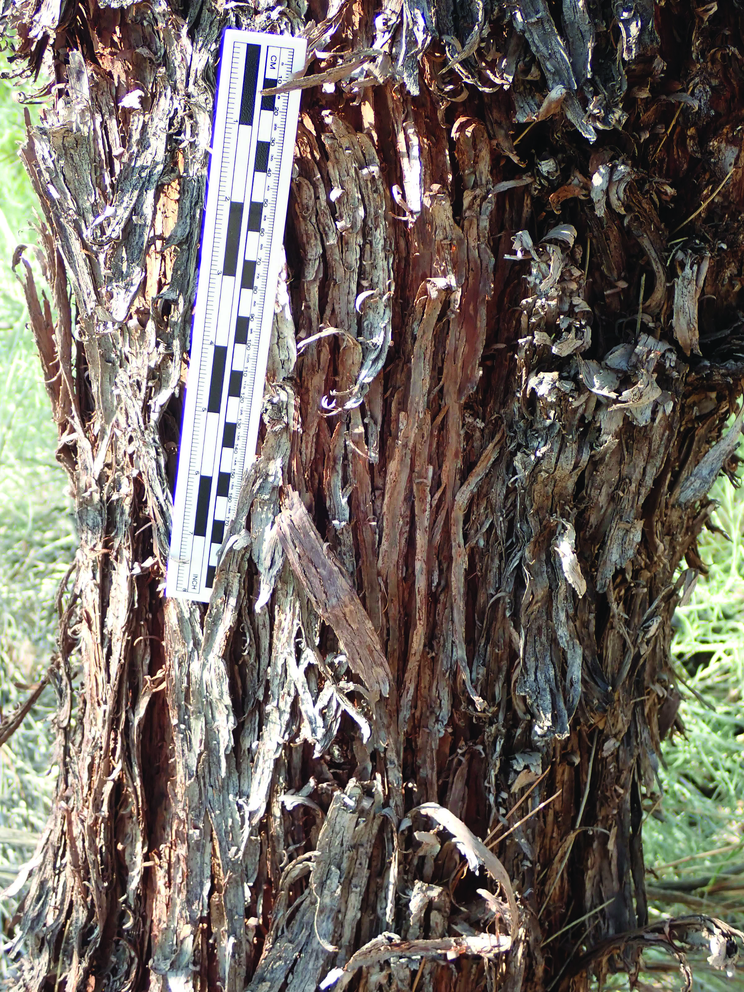 Figure 7 Stems, point where leaves connect (Courtesy Casey Spackman)