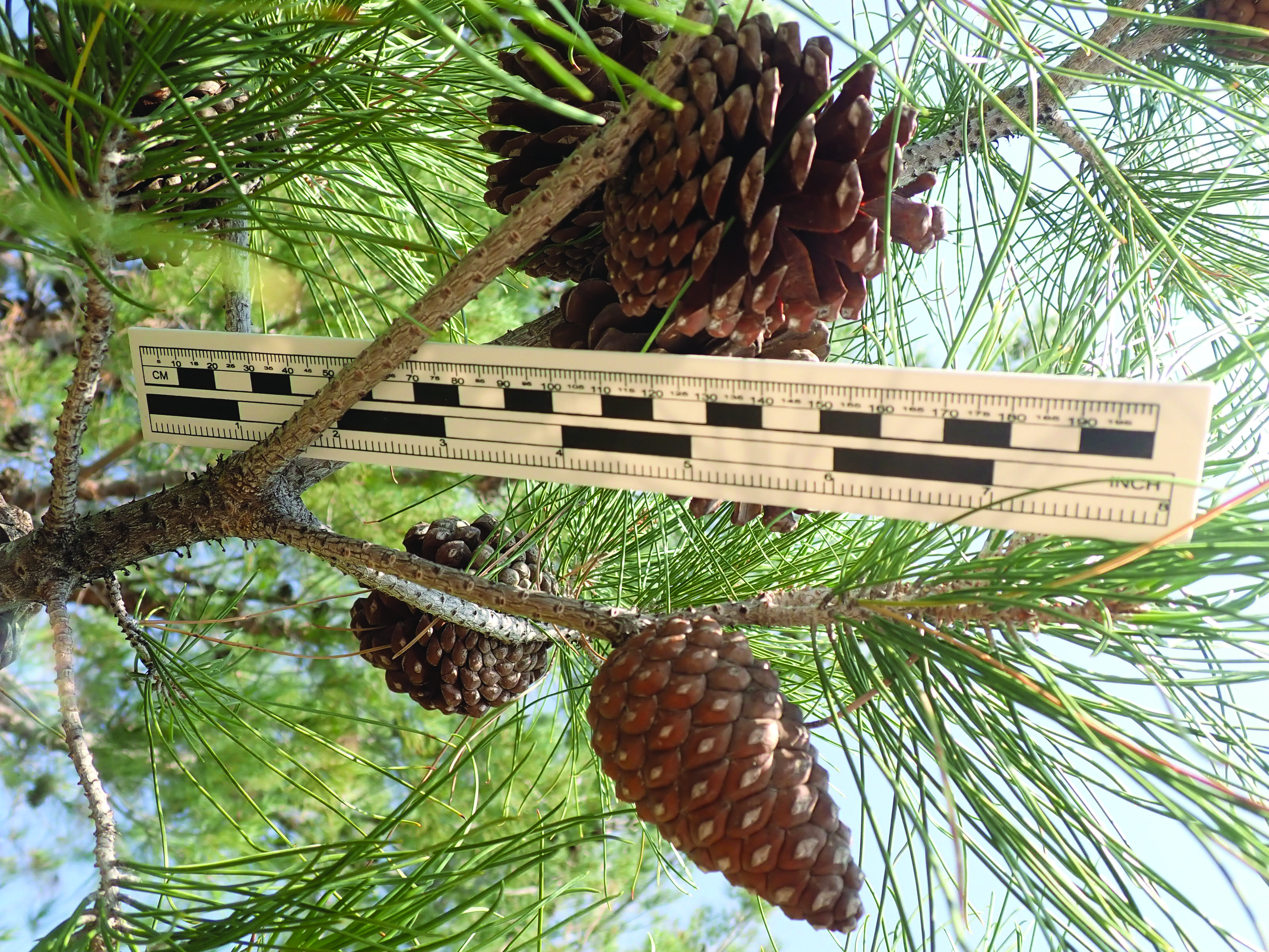 Figure 4 Reproductive structures, fleshy cones (Courtesy Casey Spackman 