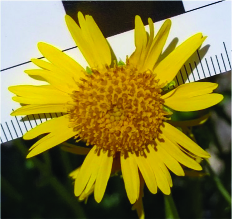 Figure 2 Flowers, top view, photo scale background (Courtesy Kert Young)
