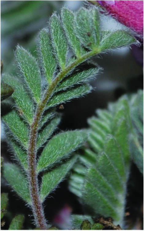 Figure 6 Leaves, backside and hairs (Courtesy Kert Young)