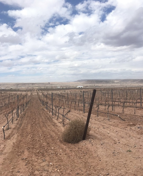 Photograph of a conventionally cultivated vineyard with evidence of wind erosion.