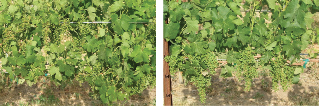 Photos showing the effect of pruning severity on fruit set in a Merlot vineyard in Prosser, Washington. More retained buds in a minimally pruned vine led to more clusters and reduced fruit set (left), as opposed to a spur-pruned vine with fewer retained buds and hence fewer clusters and higher fruit set (right).