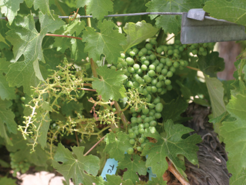 Photo of grape cluster demonstrating effect of low leaf area of the shoot in the front, while the shoot in the back had adequate leaf area