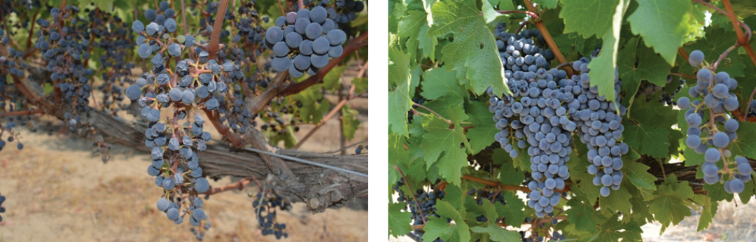 Two separate photographs of blue grapes used to compare the results of a leaf removal experiment with vines defoliated at 100% bloom (left) versus a no defoliation control for reference (right).