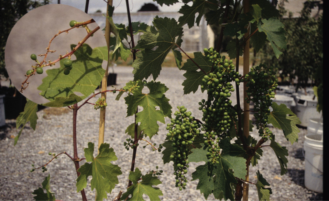 Fotografía de viñas de Cabernet Sauvignon que muestra la reducción en el cuajado de la fruta cuando se combinan las deficiencias de agua y nutrientes (imagen en el círculo pequeño), en contraposición al efecto de la deficiencia de agua por sí sola (imagen más grande).