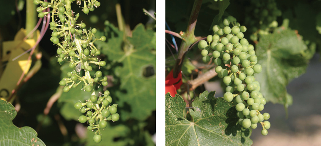 Comparación de cómo las temperaturas frías de la inflorescencia durante la floración (promedio de 61 °F) retrasaron y redujeron el cuajado de los frutos (izquierda) en comparación con las condiciones cálidas (promedio de 70 °F; derecha).