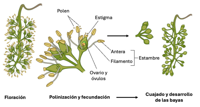 Ilustración que representa las etapas de floración, polinización y fertilización en la vid, destacando componentes clave como el polen, el estigma, la antera, el filamento, el ovario y los óvulos.
