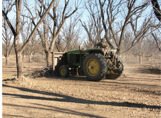 Tractor pulling a trailer through a leafless orchard, kicking up dust on a dirt path.