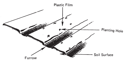 Fig. 5: Illustration of black plastic mulch on rows.