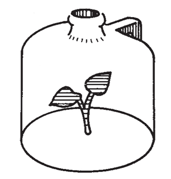Fig. 7: Illustration of a one-gallon plastic jug used for planting.